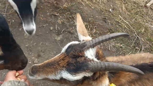 Злые ветеринары были, козы кровь проливали! смотреть онлайн