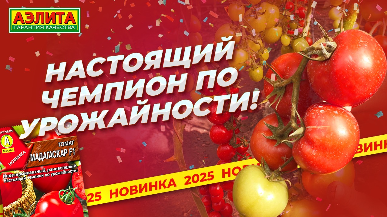 Новинка 2025! Этот томат - настоящий чемпион по урожайности! смотреть онлайн