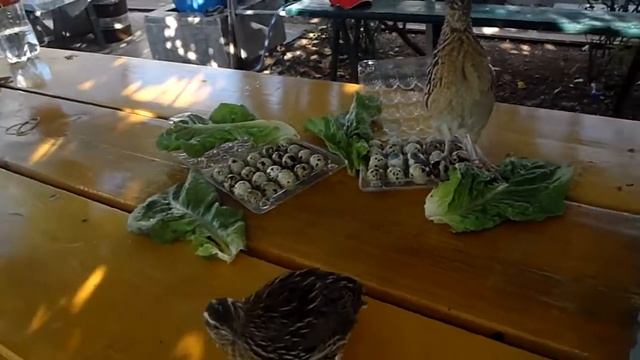 НАШИ ПЕРЕПЕЛА. смотреть онлайн