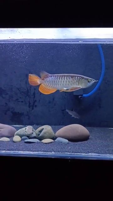 Red Tail Golden Arowana смотреть онлайн