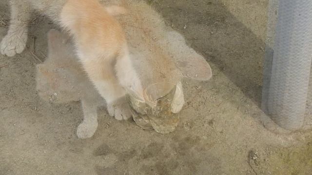 Персик. Пить! Воды! Дайте пить! смотреть онлайн