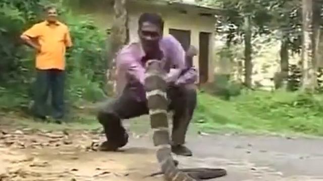 Смертельная игра с коброй Deadly trick with a cobra смотреть онлайн