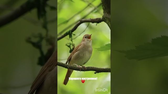 Пение птиц с добрым утром смотреть онлайн