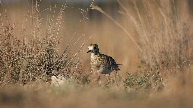 Alaçatı Sulak Alanına Misafir Geldi; Altın Yağmurcun (Pluvialis apricaria) смотреть онлайн