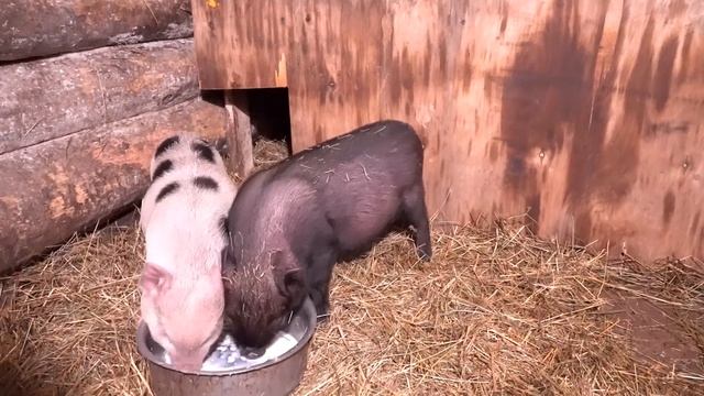 Вьетнамские поросята. содержание и кормление. Поросятам 2 месяца смотреть онлайн