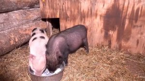 Вьетнамские поросята. содержание и кормление. Поросятам 2 месяца