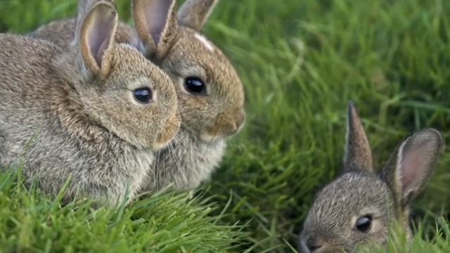 Слайд шоу "Кролики"!!!🐰🐰🐰🐇🐇🐇 смотреть онлайн