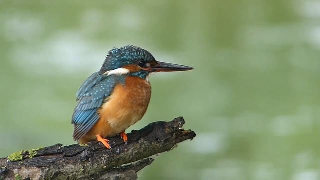 ijsvogel смотреть онлайн