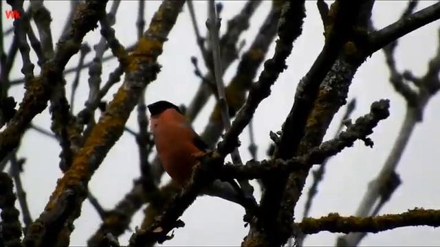 Gimpel außerhalb der Stadt 2 смотреть онлайн