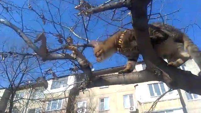 Магнат на дерево первый раз залез смотреть онлайн