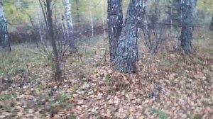 Проверка ловушки для зайца,Последам косули...