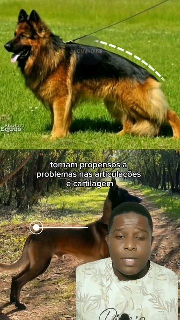 #short QUAL É O MELHOR CÃO DE GUARDA RESIDENCIAL DO MUNDO? #GilbertoMiranda смотреть онлайн