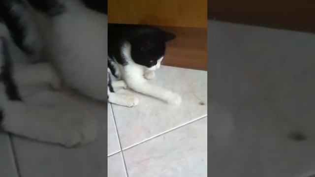 Tigre vs mosca смотреть онлайн