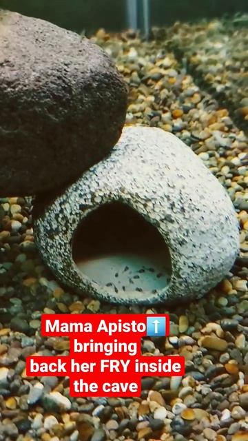 Apistogramma FRY are starting to swim outside their cave #apistogramma #fisheggs #aquarium смотреть онлайн