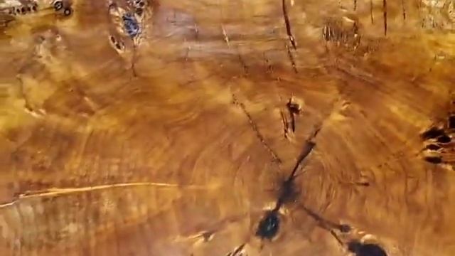 блюдо их капового спила тополя смотреть онлайн