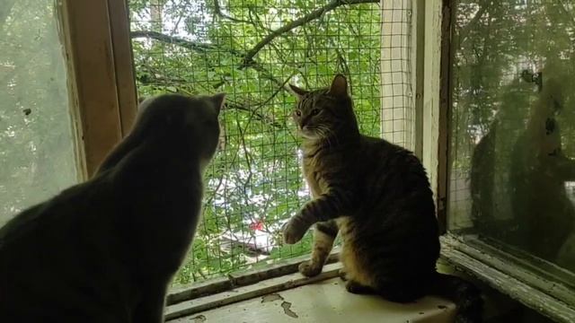 Котики смотреть онлайн