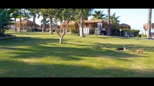 Турция. Алания. Justiniano Club Park Conti 5. Обзор отеля. Часть 1.