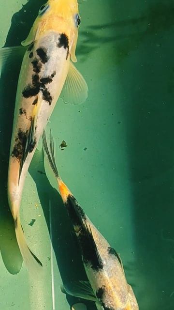 КАРП KOI.Шова (Showa)#fish #fishing #аквариум #aquarium #карп#koi #koifish смотреть онлайн