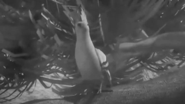 SULAYMON ALAYHISSALOM QISSASI | СУЛАЙМОН АЛАЙХИССАЛОМ |