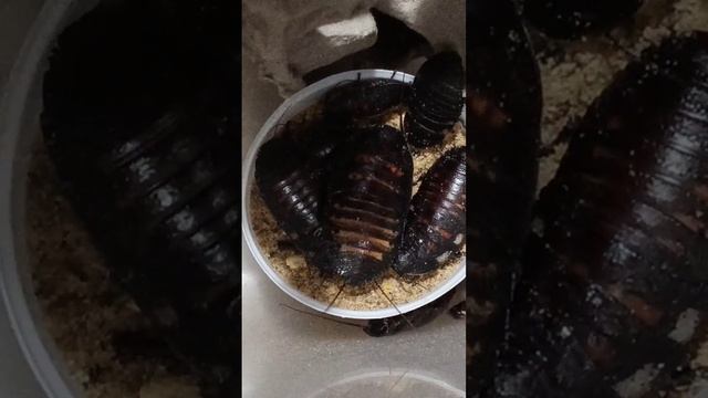 Contoh kandang kecoak Madagaskar/Gromphadorhina protentosa. review singkat pemeliharaan. смотреть онлайн