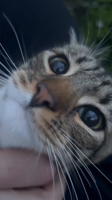 Рэпер гладит кота 😁 #владик#рэпер#слесарь#сварщик#гладит#котика#кот#семен смотреть онлайн