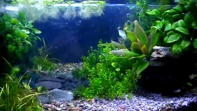 Aquascaping Tropical Aqua Plant 1 смотреть онлайн