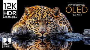 12K HDR 120 кадров/с — захватывающее видео с Dolby Vision 12K для телевизоров 4K и 8K