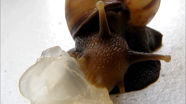 Giant African Snail (Achatina fulica) feeding on Longan Flesh in Hong Kong HD смотреть онлайн