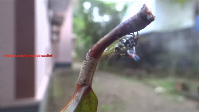 Very beautiful spider - Gasteracantha Geminata смотреть онлайн
