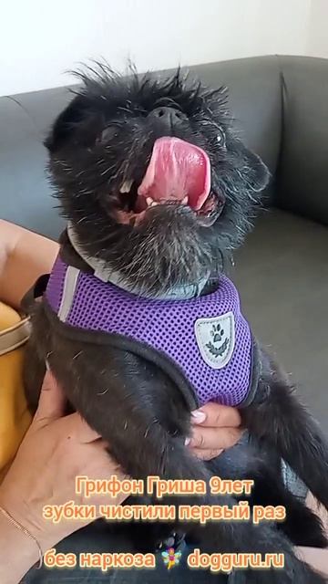 🧚♀️Грифон Гриша 9лет, зубки чистили первый раз, гигиена пасти собак