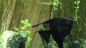 Как правильно содержать скалярий