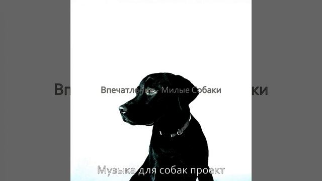 Мечты (Выгул собак) смотреть онлайн