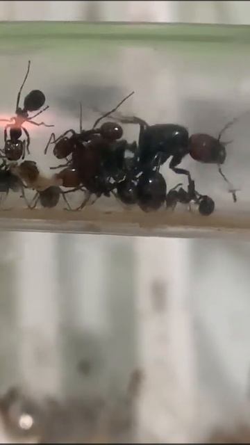 messor queen poop смотреть онлайн