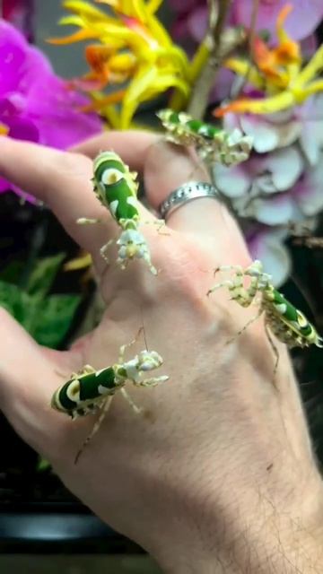 mantis orchid #shortvideo #youtubeshorts #mantis #mantisorchids#insects #nature смотреть онлайн