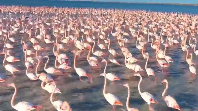 Стаю розовых фламинго сняли на Каспии смотреть онлайн