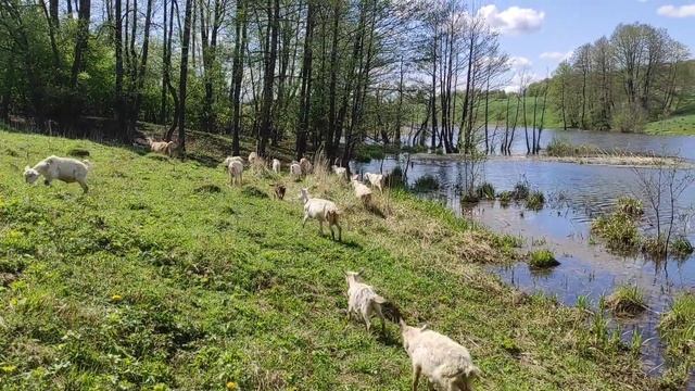 У нас заледенело.Не пасутся,а бегают за козлятиной.Не боятся хозяйку с палкой.Земля сломалась. смотреть онлайн