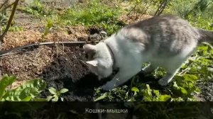 Кошки-мышки видео не моё автор @anykadavaika #Кошки-мышки #котики #анукадавайка #Мурка