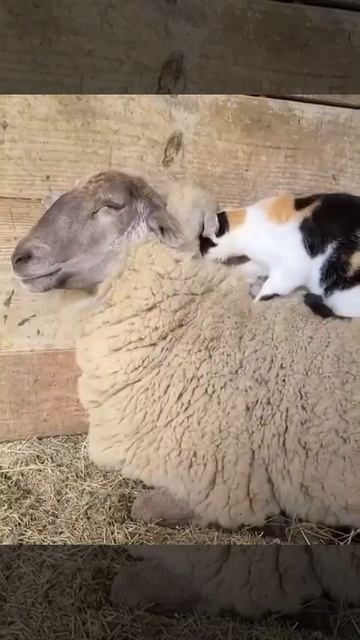 sheep and cat good friends смотреть онлайн