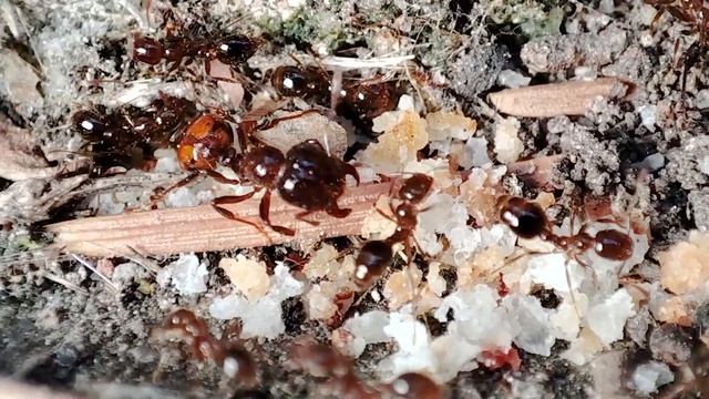 04/02/2023 - Pheidole? para identificar смотреть онлайн