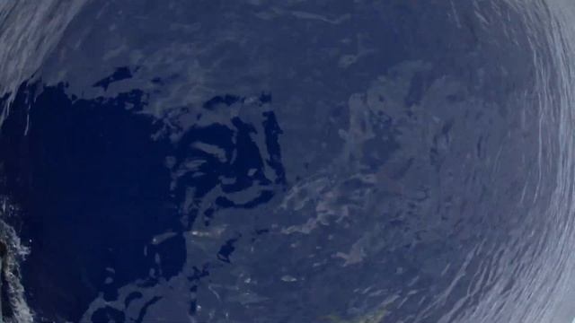 Stenella longirostris смотреть онлайн