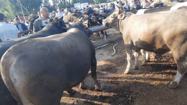 28 мая 2023 г АНДИЖОН БАЛИКЧИ МОЛ БОЗОРИ НОВВОСЛАР НАРХЛАРИ ANDIJON BALIQCHI MOL BOZORI NARXLARI