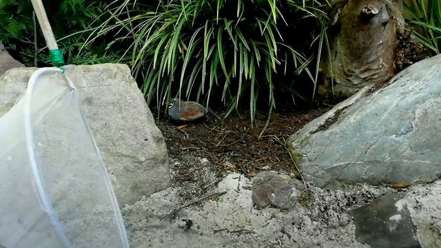 FINCHES and QUAILS Released in the Improved Aviary смотреть онлайн