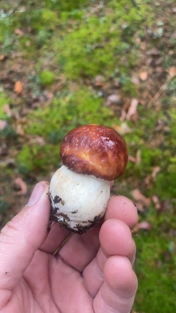 ТАКИЕ ГРИБОЧКИ ЕЩЁ НУЖНО НАЙТИ... смотреть онлайн