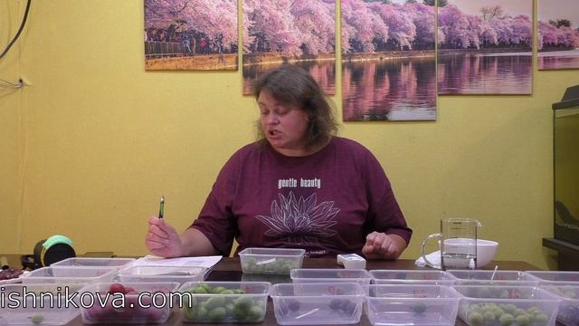 5 серия КРЫЖОВНИК измеряем сахар в сортах