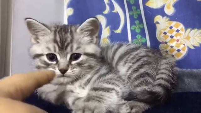 50 days kitten Daidai смотреть онлайн