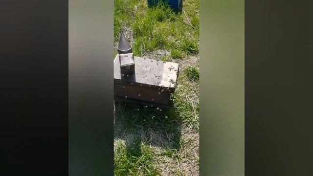 Пчелы атакуют. смотреть онлайн