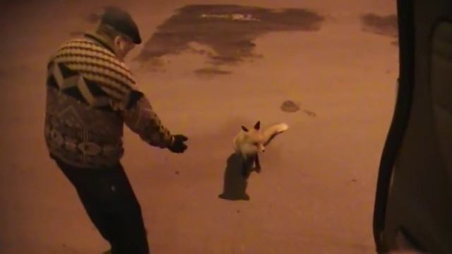 лиса смотреть онлайн