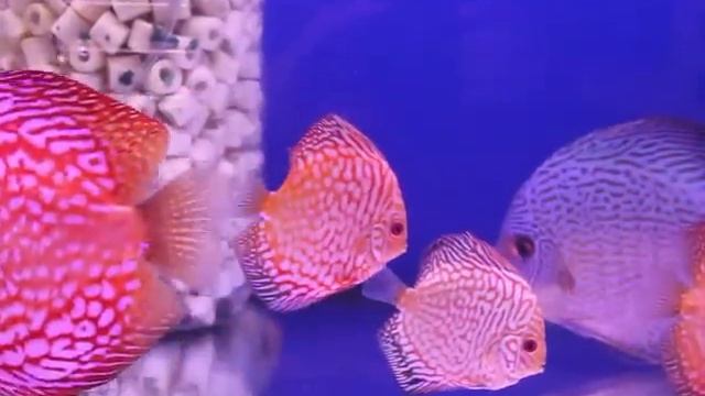 Discus.ie WHITE DRAGON смотреть онлайн