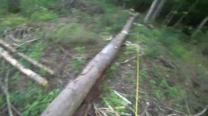 Валка елки глазами лесоруба // Работа #ZimAni 450 // Домашняя бензопила в лесу