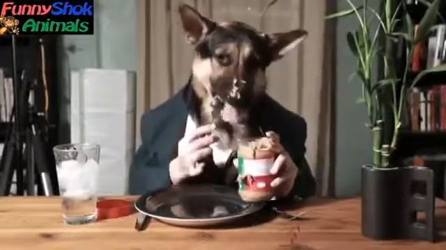 BEST Compilation funny cats, dogs 2014 от сталкера смотреть онлайн